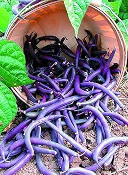 Bush Beans Seeds