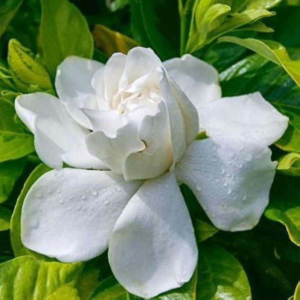 Jasmine flower seeds