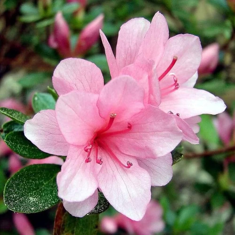 azalea flower seeds