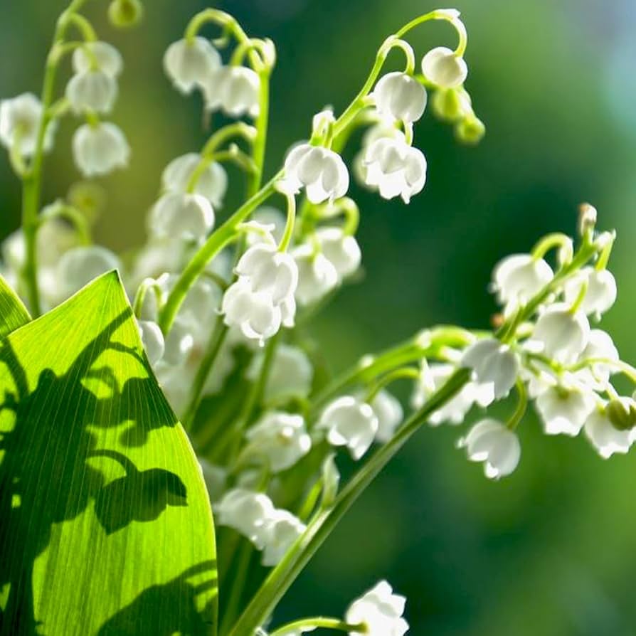 Lily of the Valley seeds