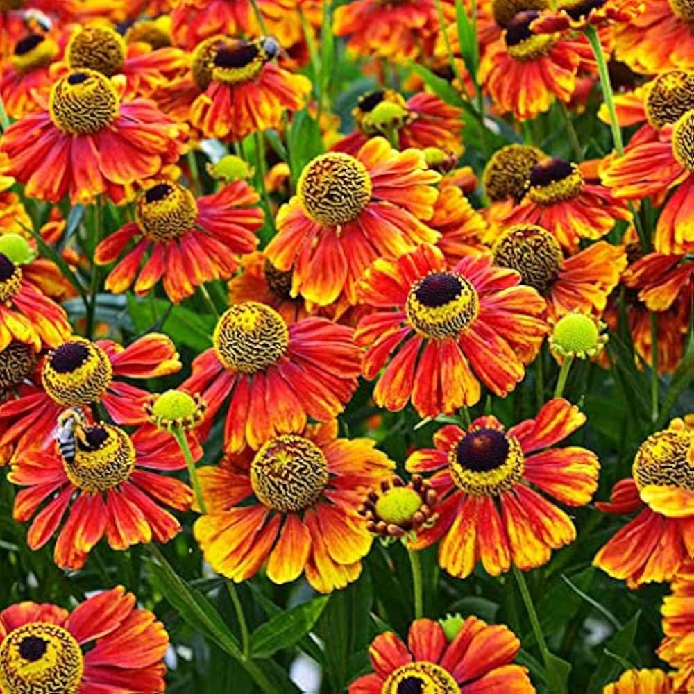 Helenium Flower Seeds