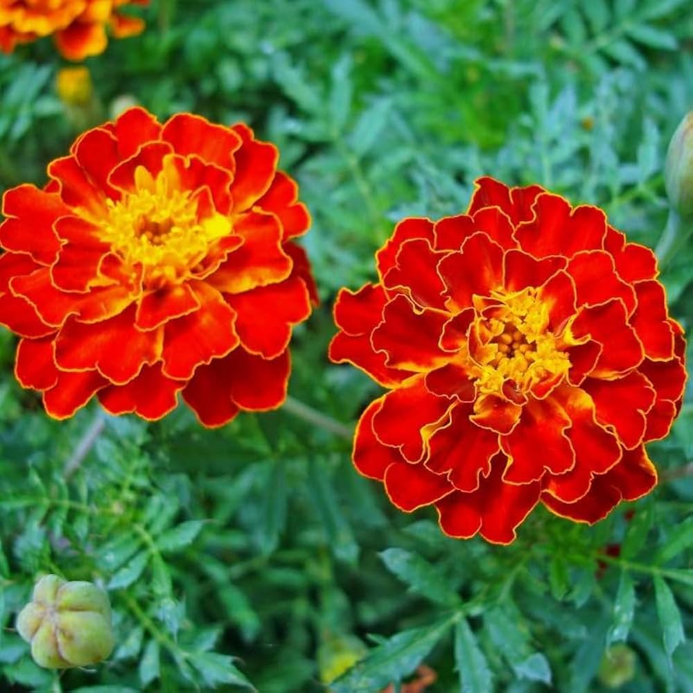 French Marigold Flower Seeds