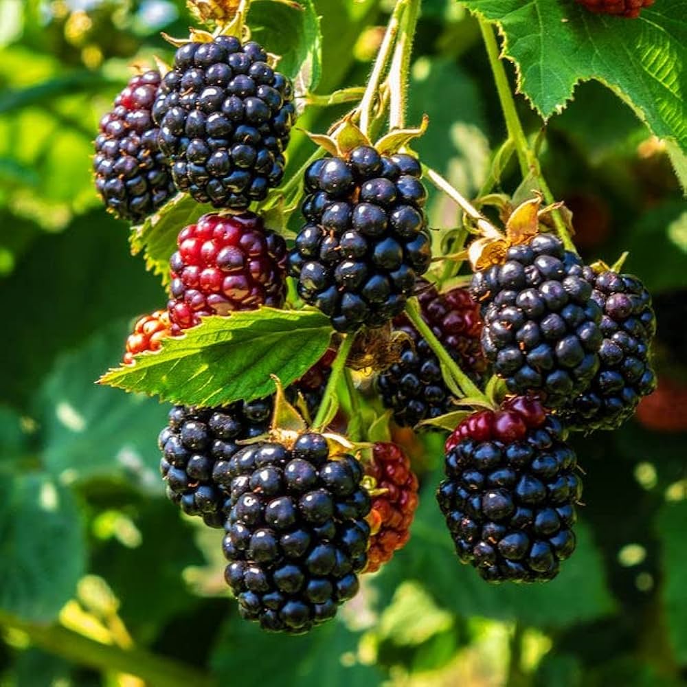 Blackberry fruit seeds