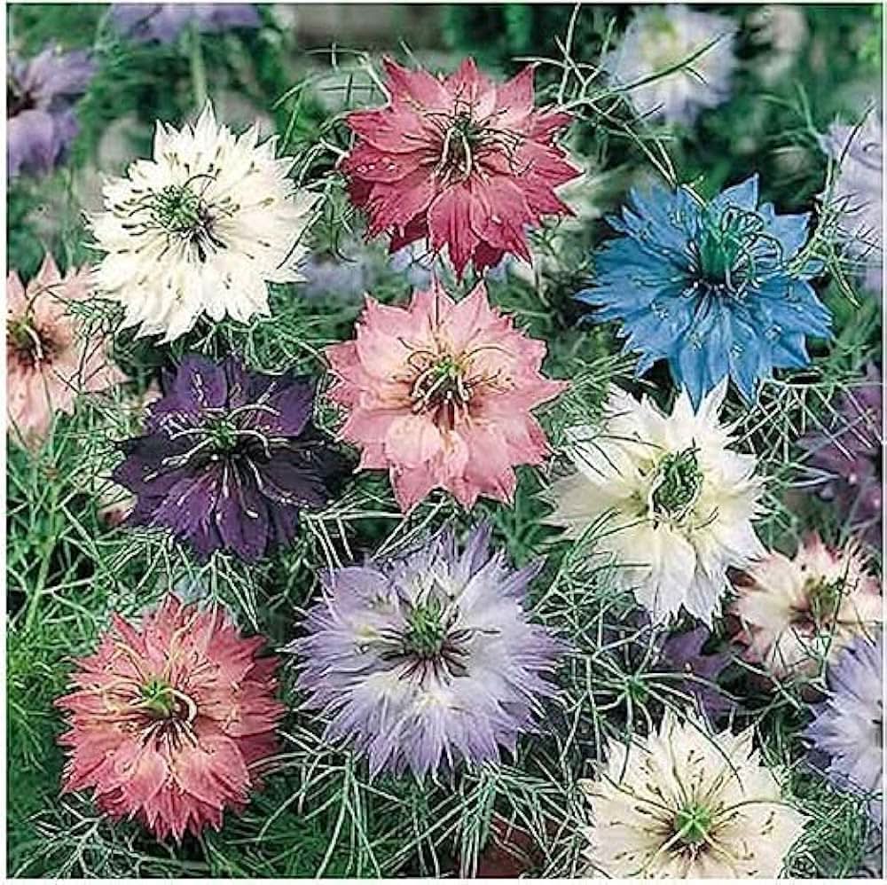 Nigella flower seeds