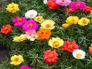 Moss Rose seeds
