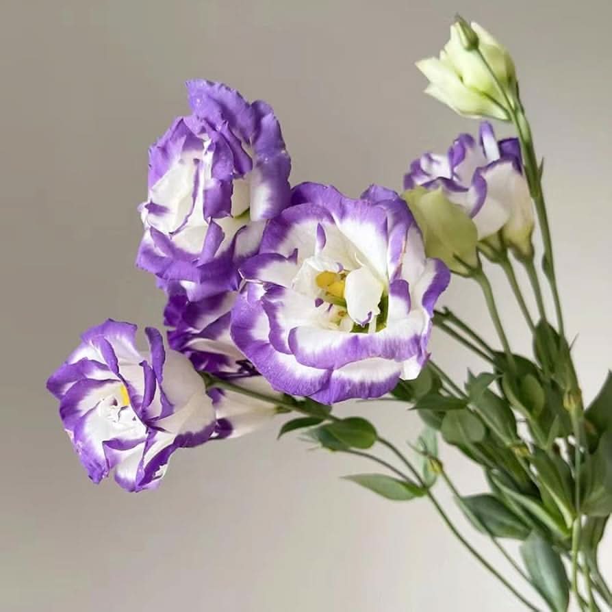 Lisianthus flower seeds