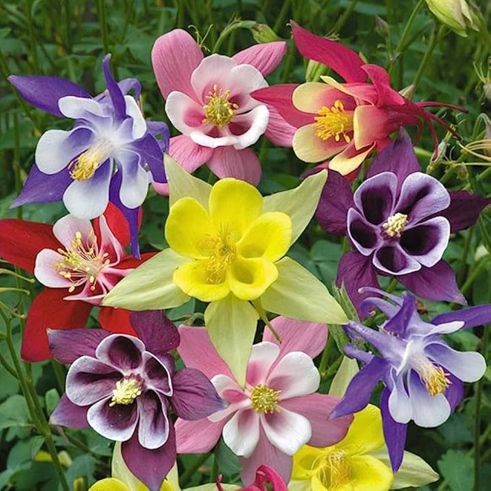 Columbine seeds