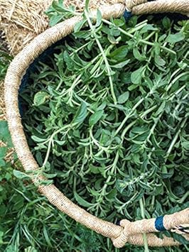 Pennyroyal Herb Seeds