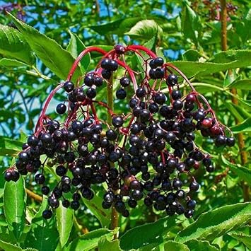 Elderberry seeds