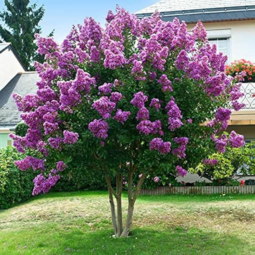 Lagerstroemia flower seeds
