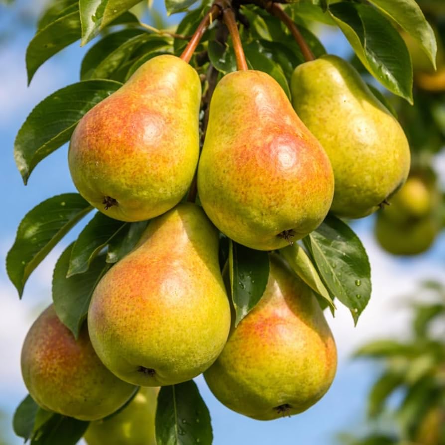 Pear fruit seeds