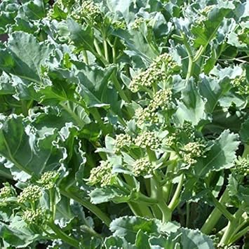 Sea Kale Seeds