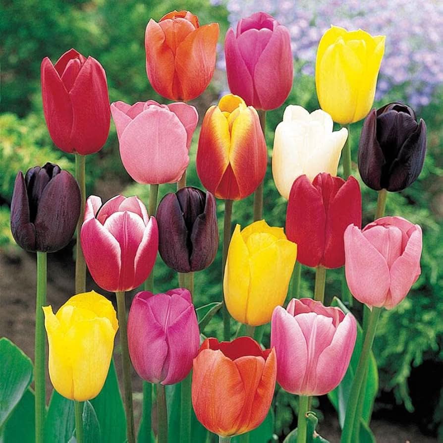 Tulip flower seeds