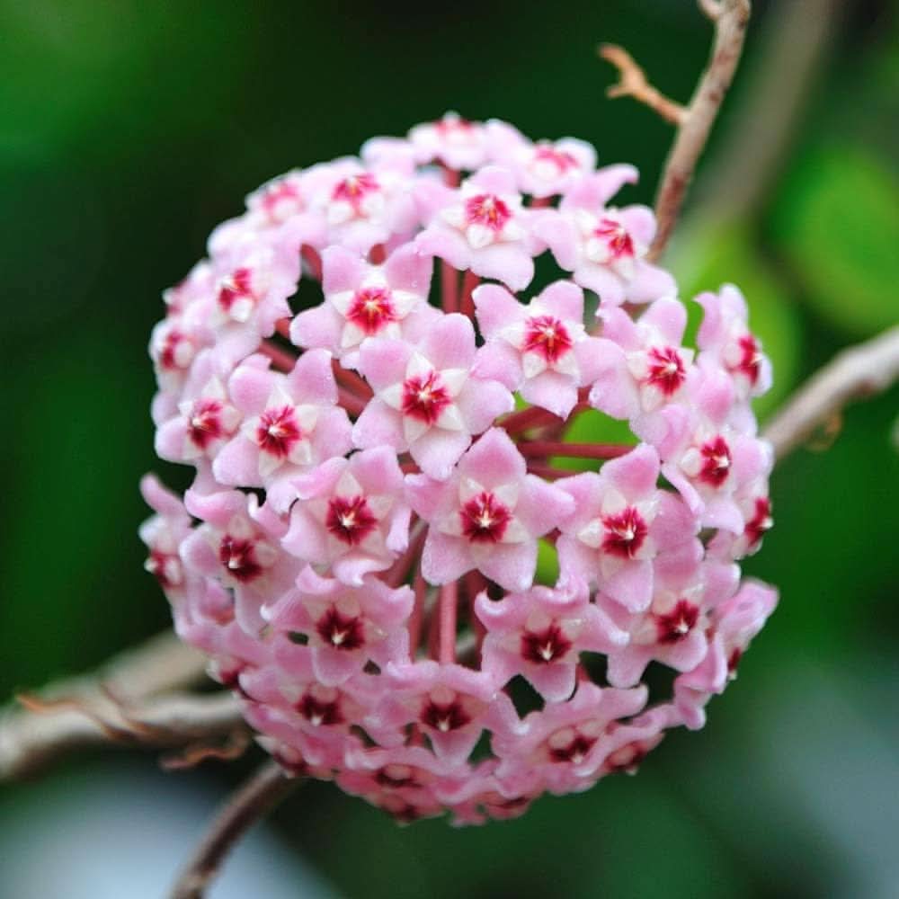 Hoya Flower Seeds