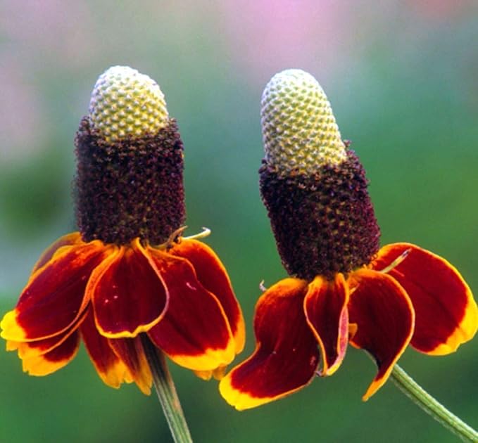 Mexican Hat flower seeds