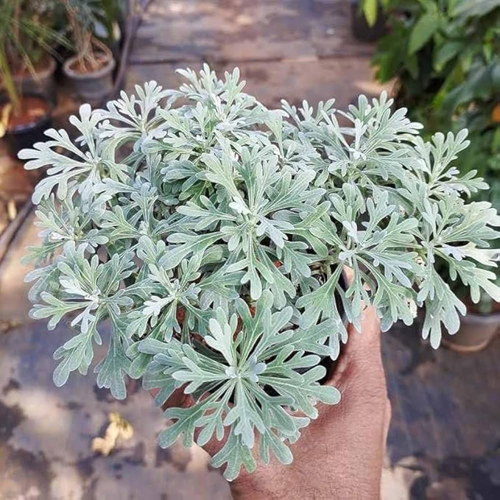 Absinthe Plant Seeds