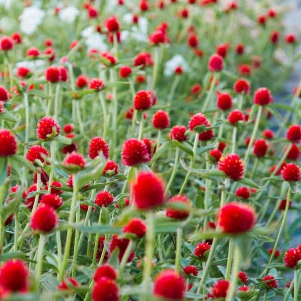 Gomphrena Flower Seeds
