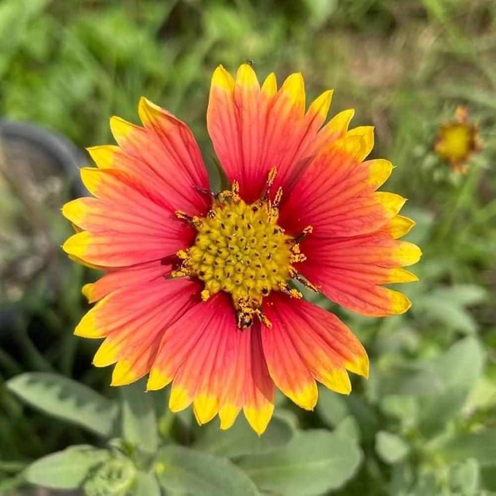 Gaillardia Flower Seeds