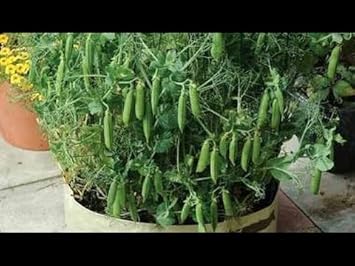 snow peas Seeds