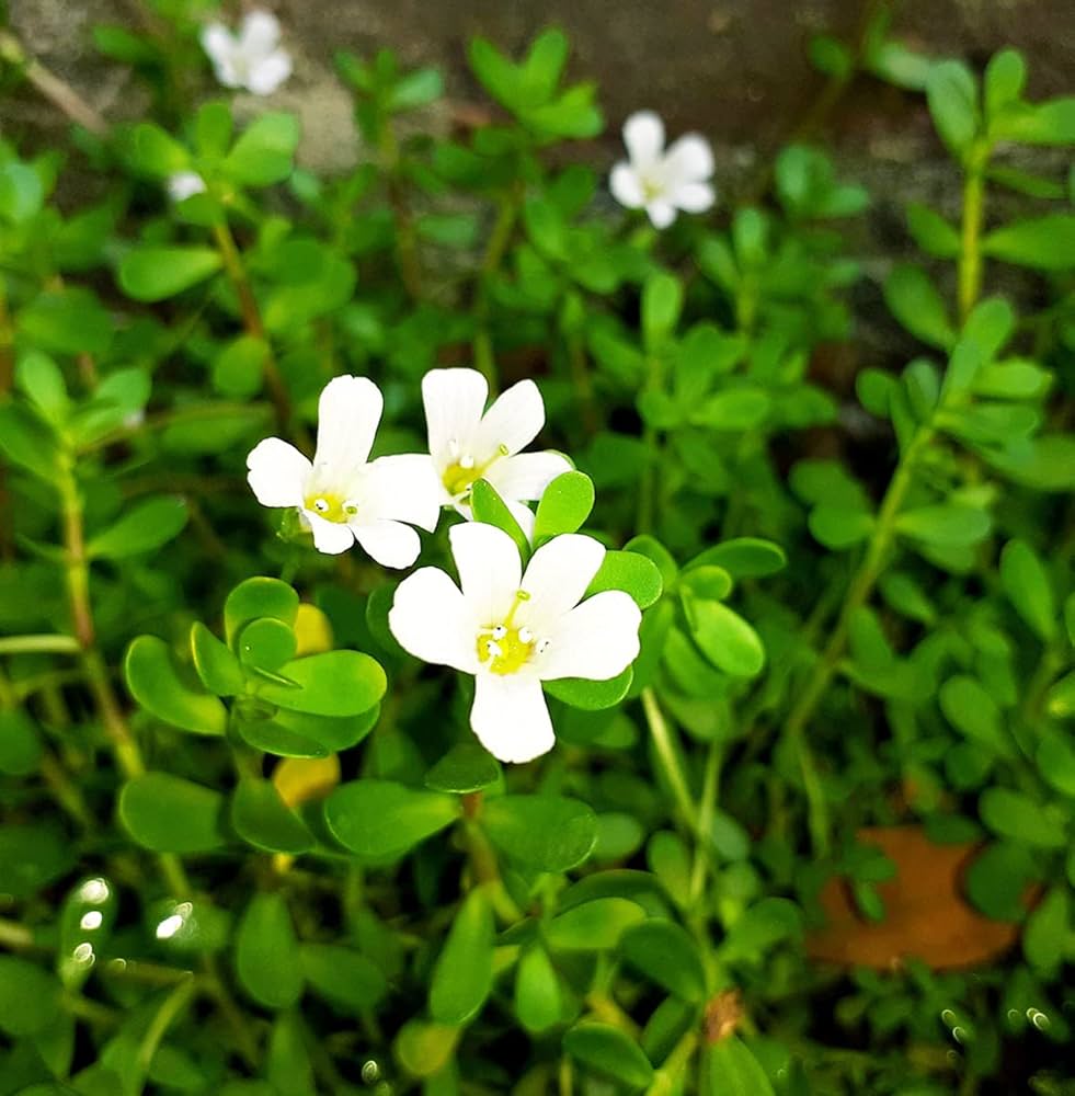 Brahmi (Bacopa monnieri) Seeds