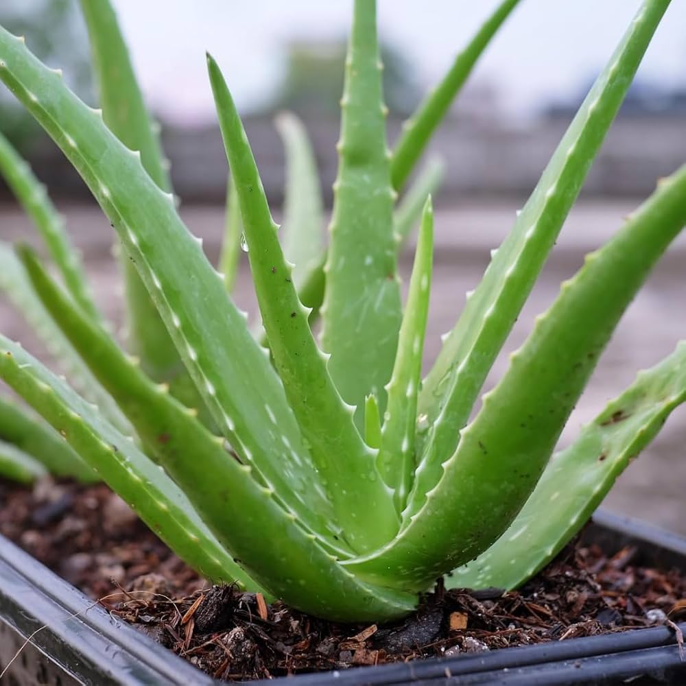 Aloe Herb seeds