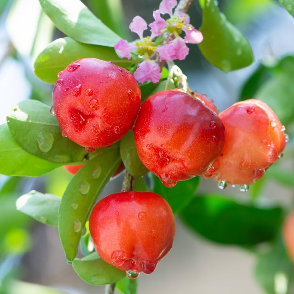 Barbados Fruit Seeds