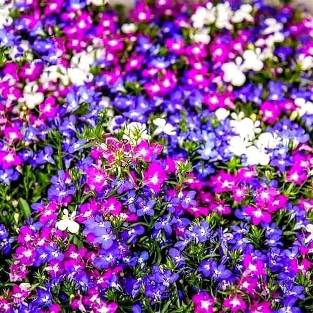 Lobelia flower seeds