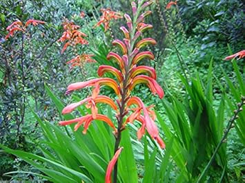 Chasmanthe Ornamental Plant Seeds
