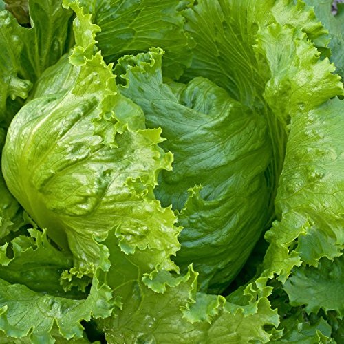 Lettuce Seeds
