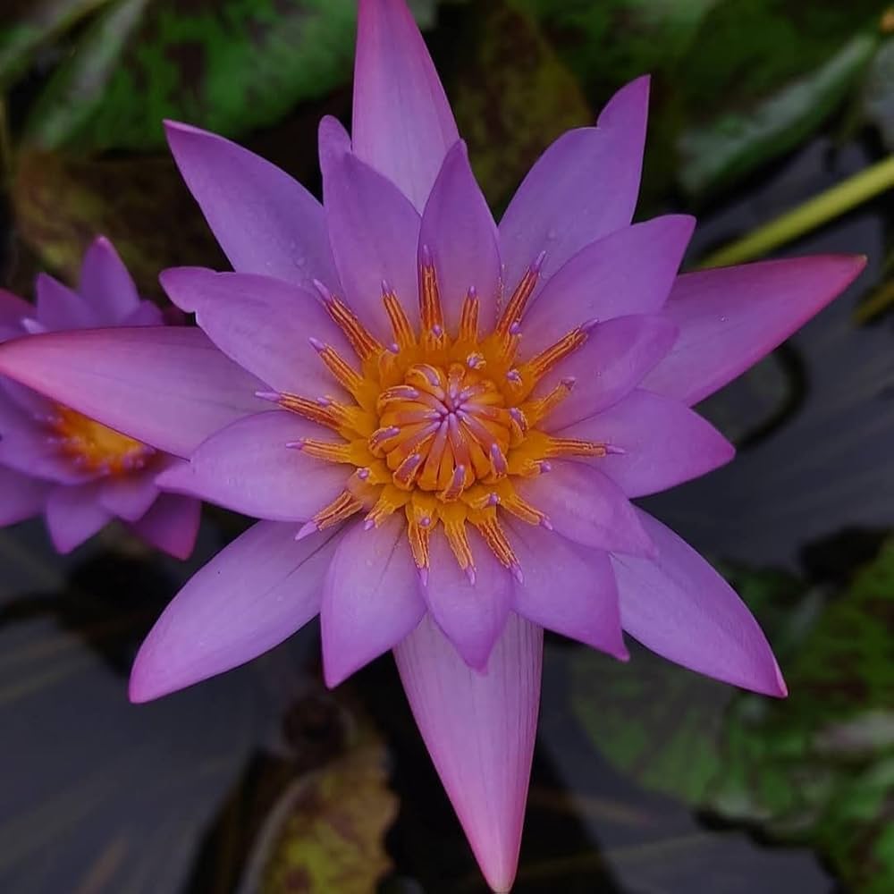 Aquatic Flower Seeds