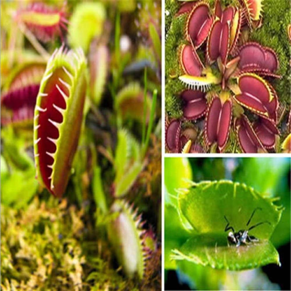 Venus Flytrap Seeds