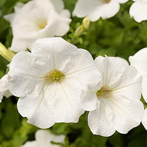 Petunias flower seeds, petunia seeds, petuniaa flower seeds