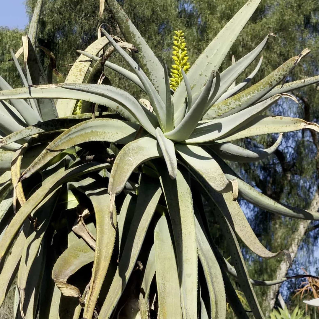 Aloe Dichotoma Plant Seeds