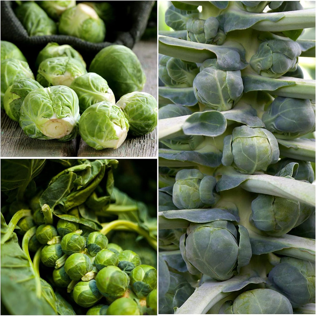 Brussel Sprouts Seeds