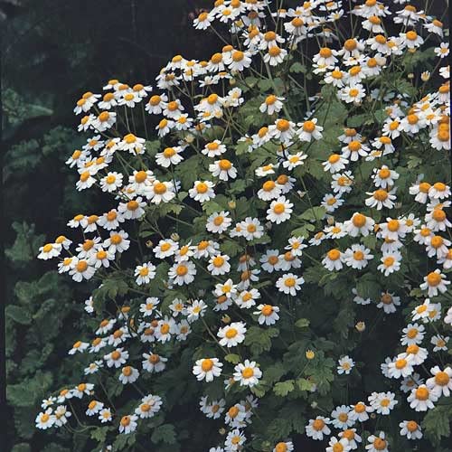 Feverfew Herb Seeds