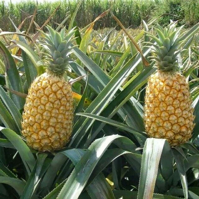 Pineapple Fruit seeds