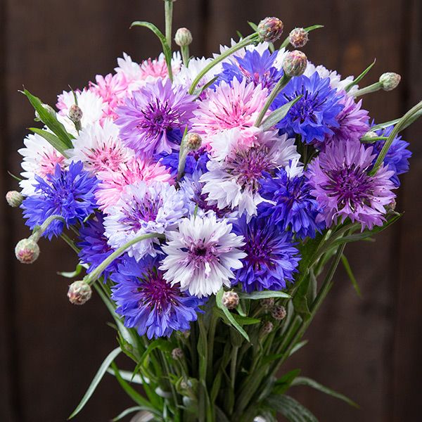 Bachelor Button Flower Seeds