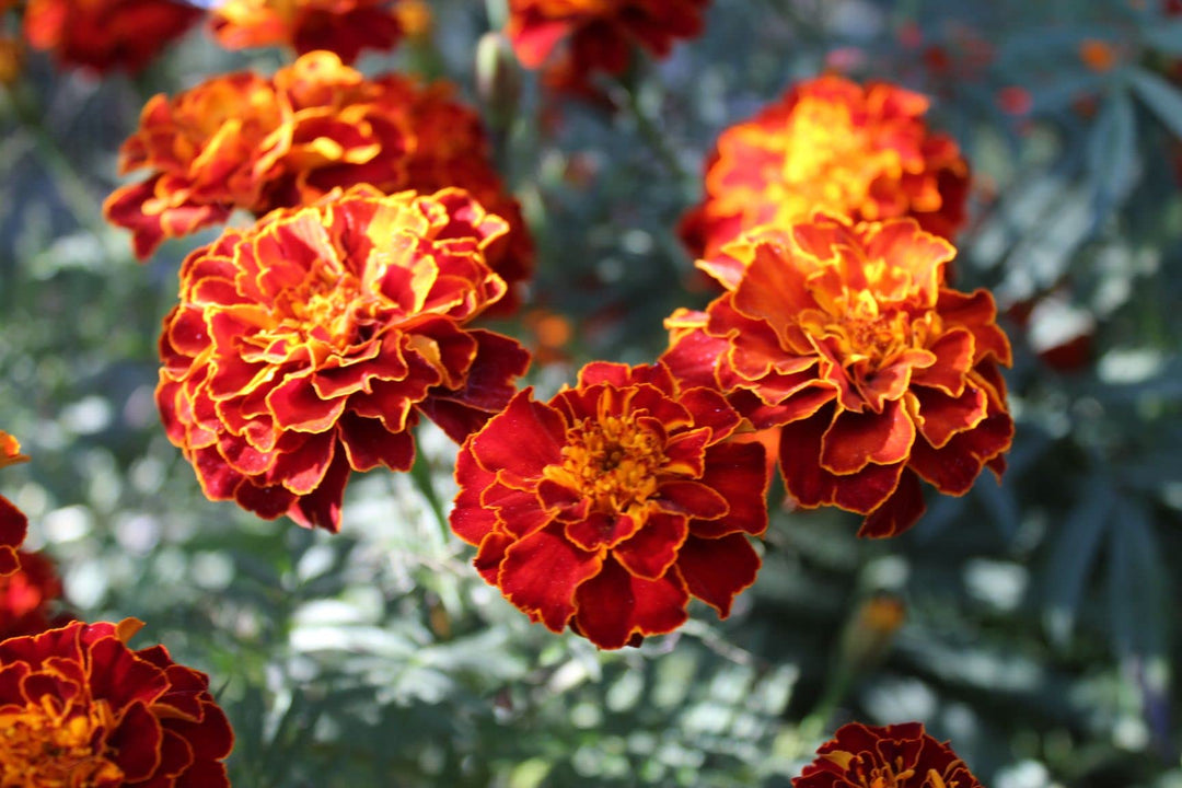 Harlequin Flower Seeds
