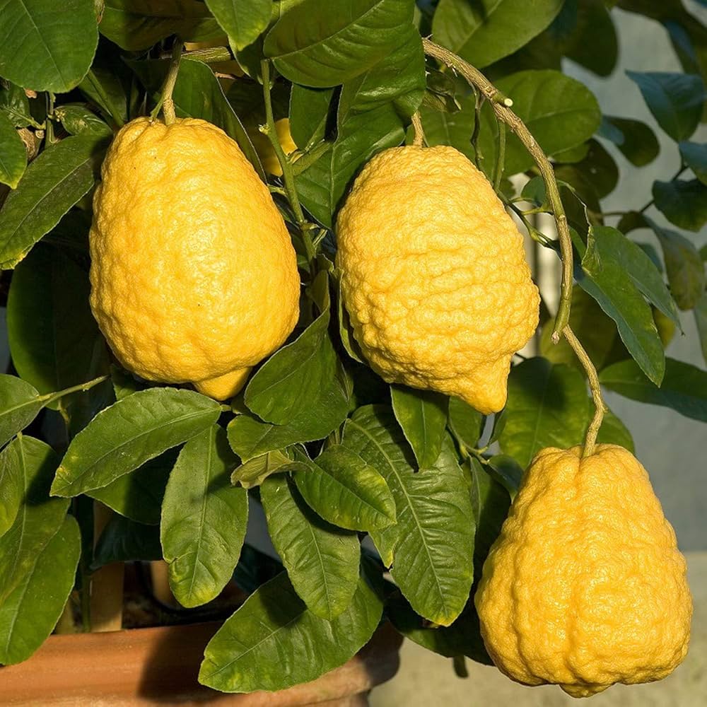 Etrog Fruit seeds