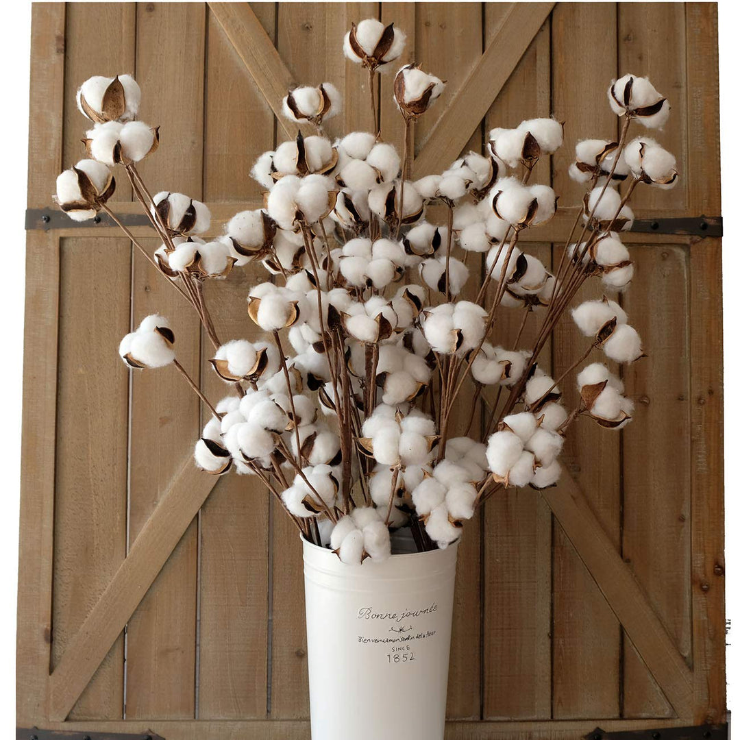 Cotton Flower Seeds