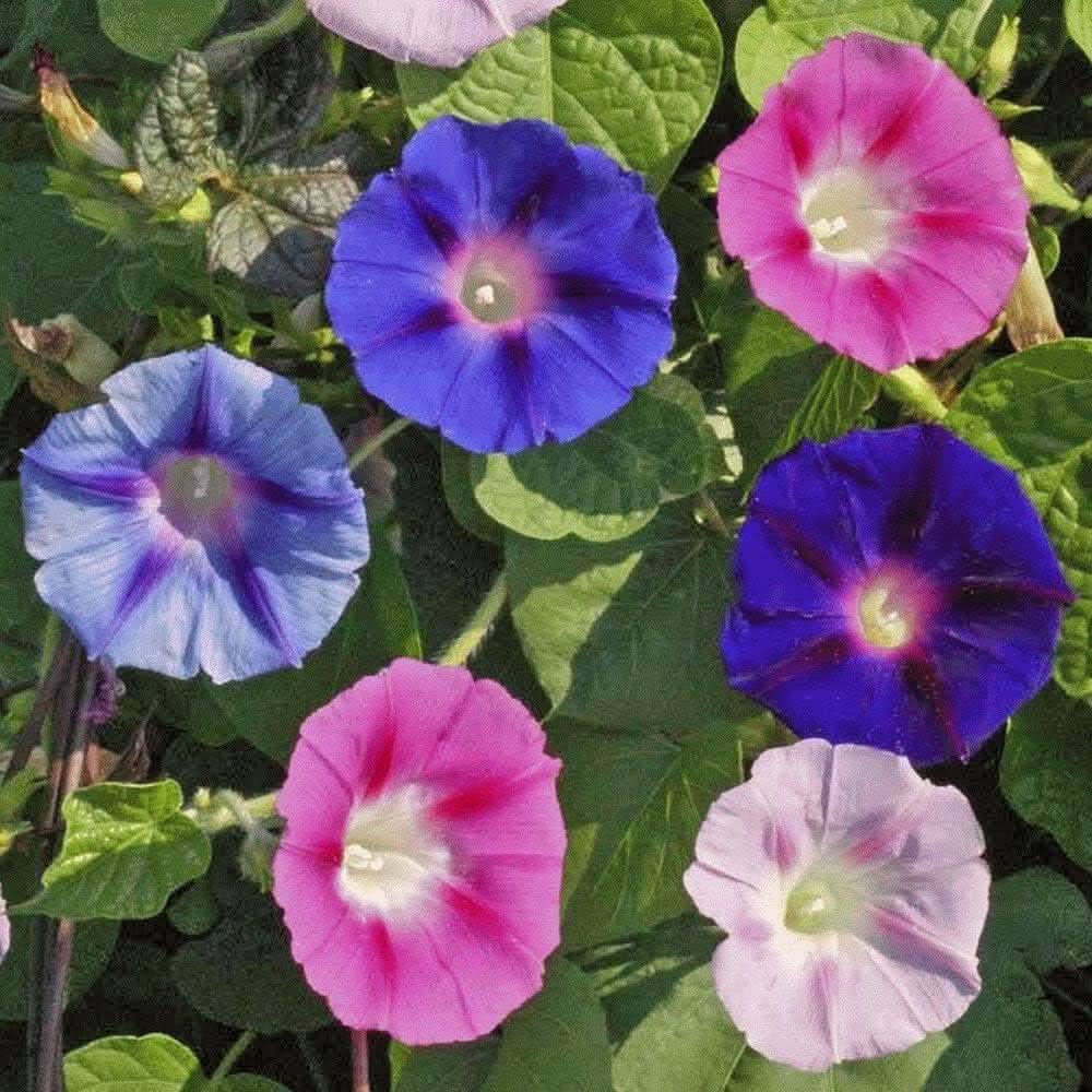 Morning Glory flower seeds