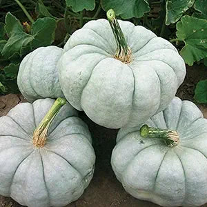 Pumpkin Seeds