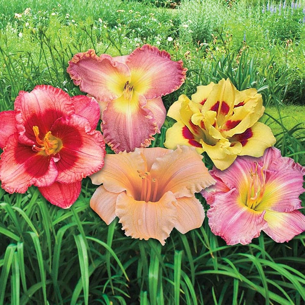 Daylily Flower Seeds