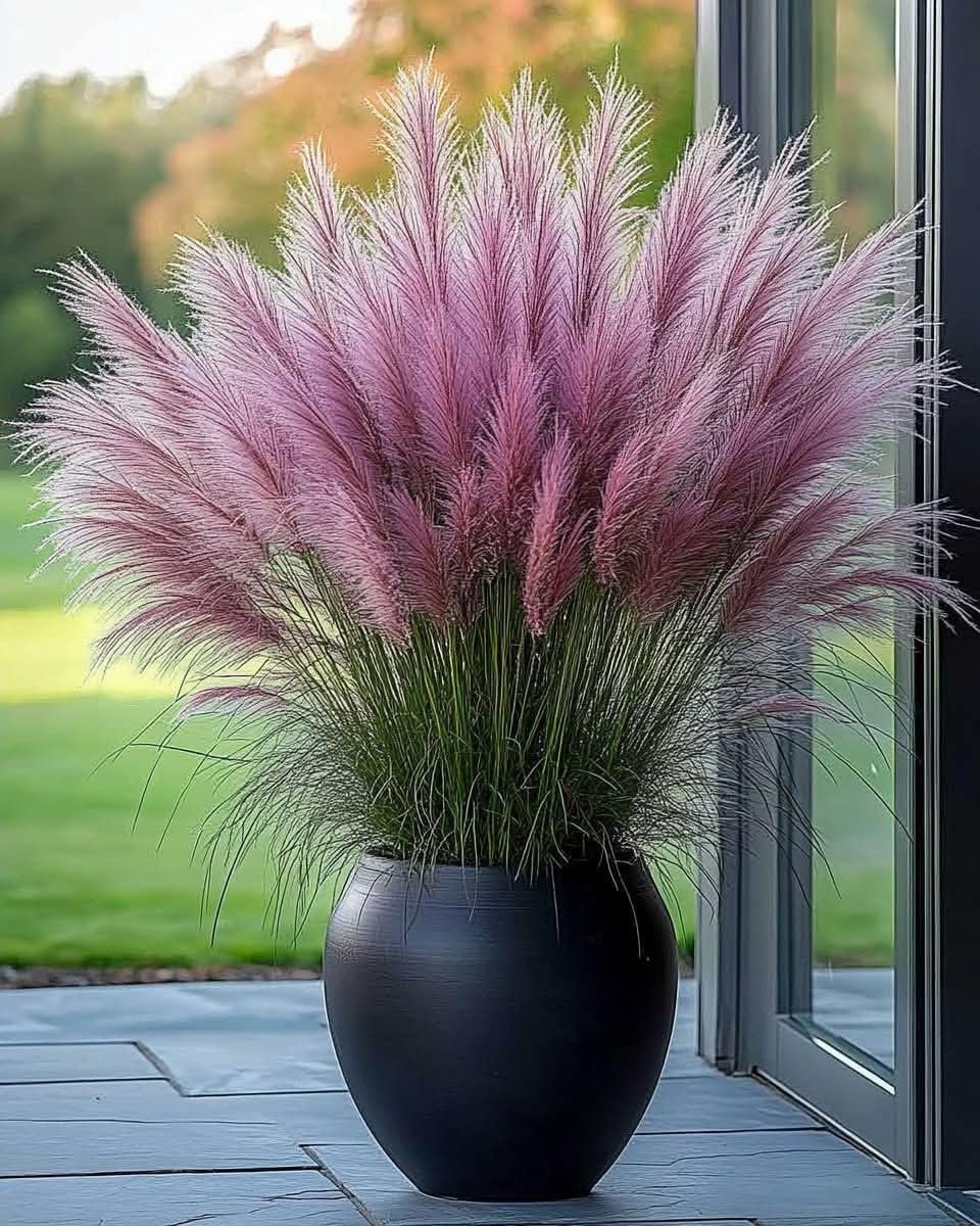 Ornamental Grass Seeds