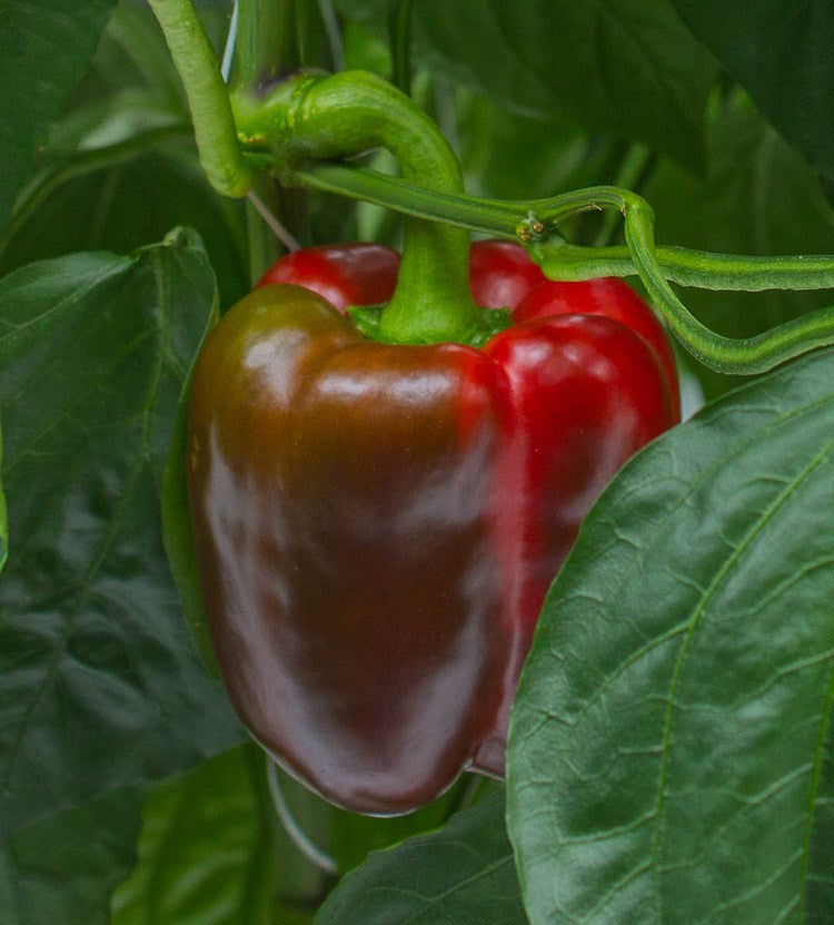 Bell Peppers Seeds