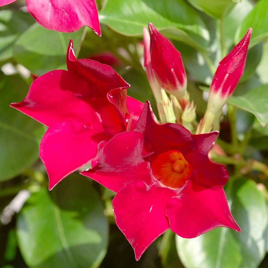 Mandevilla flower seeds