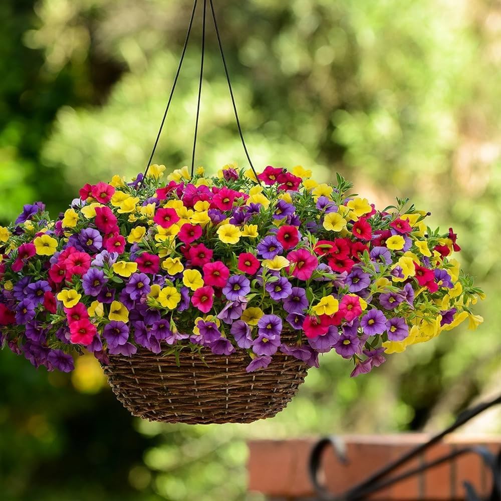 Basketflower Seeds