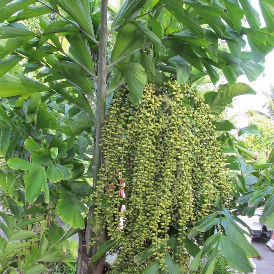 Palm flower Seeds