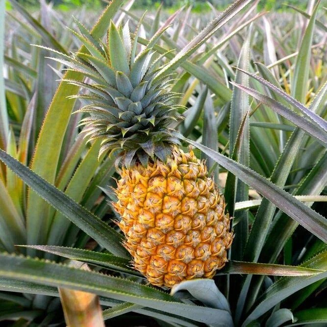 Pineapple Fruit Seeds