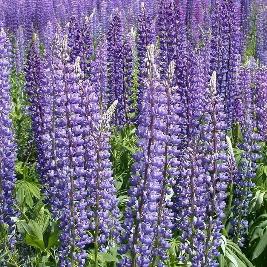 Lupine flower seeds